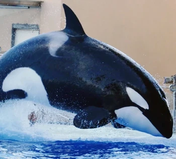 Dora Killer Whale Wiki Fandom