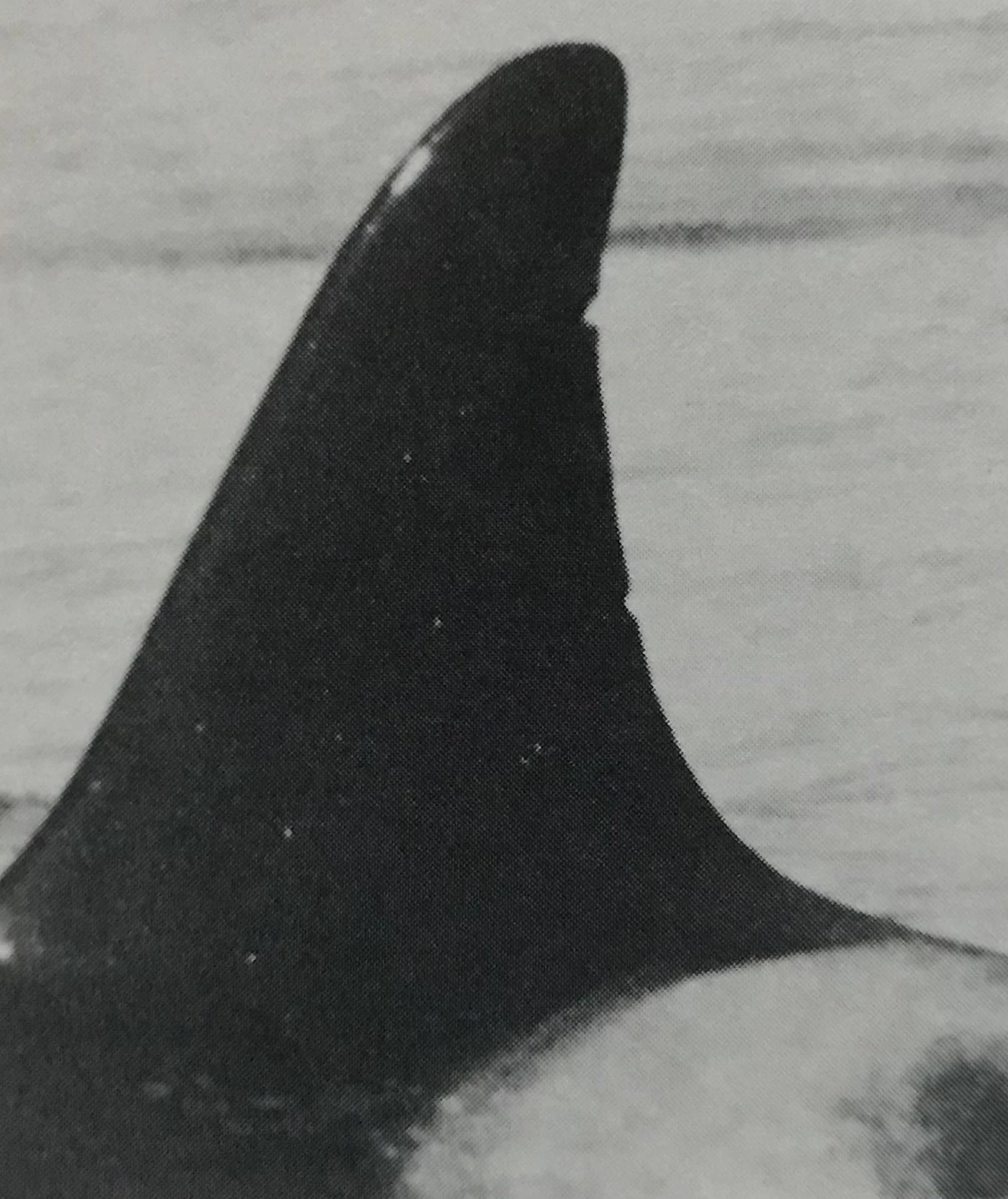 L28 Misky | Killer Whale Wiki | Fandom