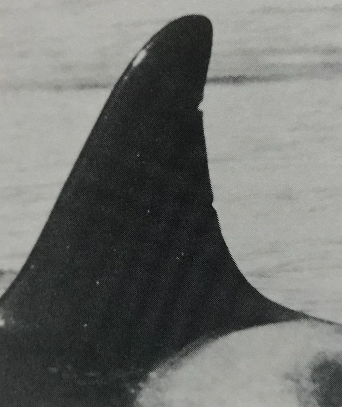 L28 Misky | Killer Whale Wiki | Fandom
