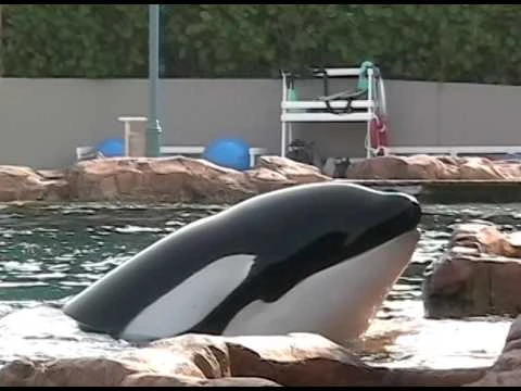 SeaWorld_Orlando_Clips_(July_2004)