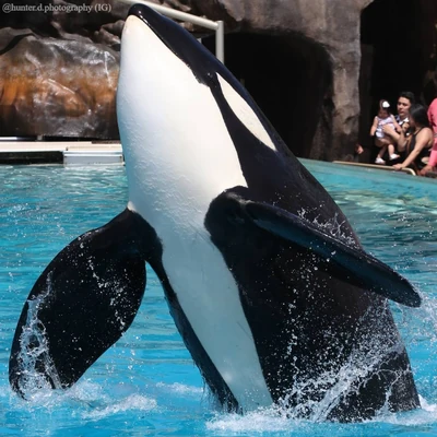 Photos of Keet | Killer Whale Wiki | Fandom
