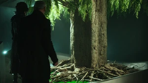 Aneela's Mother Tree