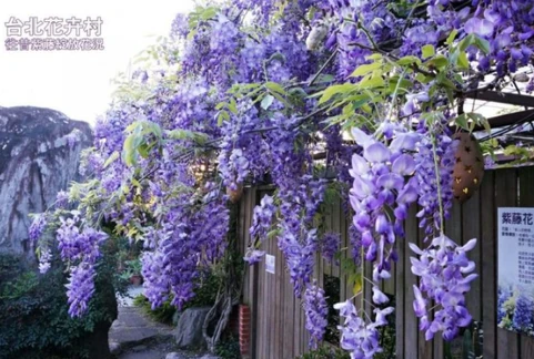 紫藤花 鬼滅之刃wiki Fandom 紫藤花 鬼滅之刃wiki Fandom