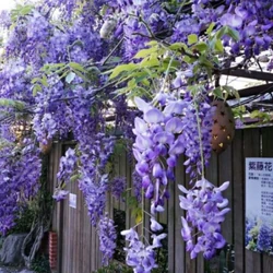 分類 植物 鬼滅之刃wiki Fandom