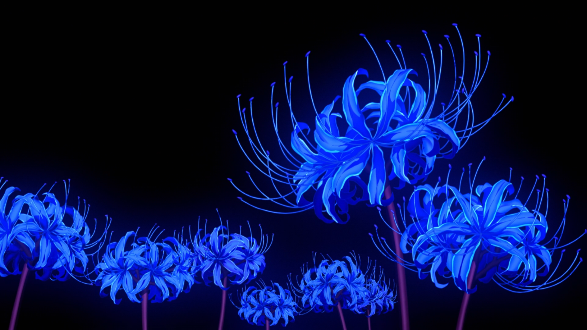 Is the blue spider lily real?