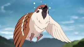 五加木