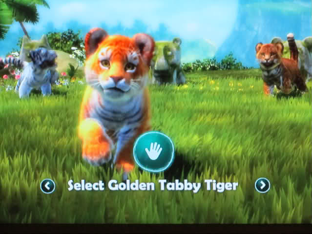 golden tabby tiger cubs