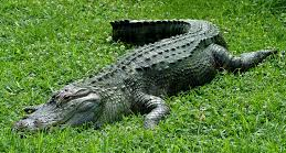 Alligator 