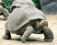 A Galapagos Tortoise