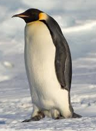 An emperor penguin