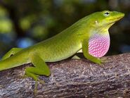 Green Anole