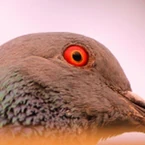 Anika-pigeon-StaffPic