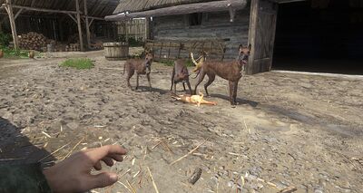 Hermann's dogs