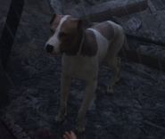 Mutt-KCD-Homecoming