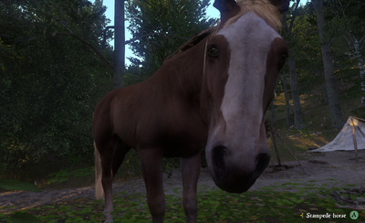 Horse Stampede