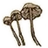 Cave mushroom