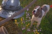 MUTT PRAISE