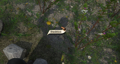 Picking Dandelions