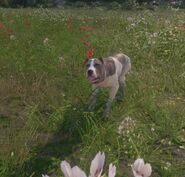 MUTT SNEAK