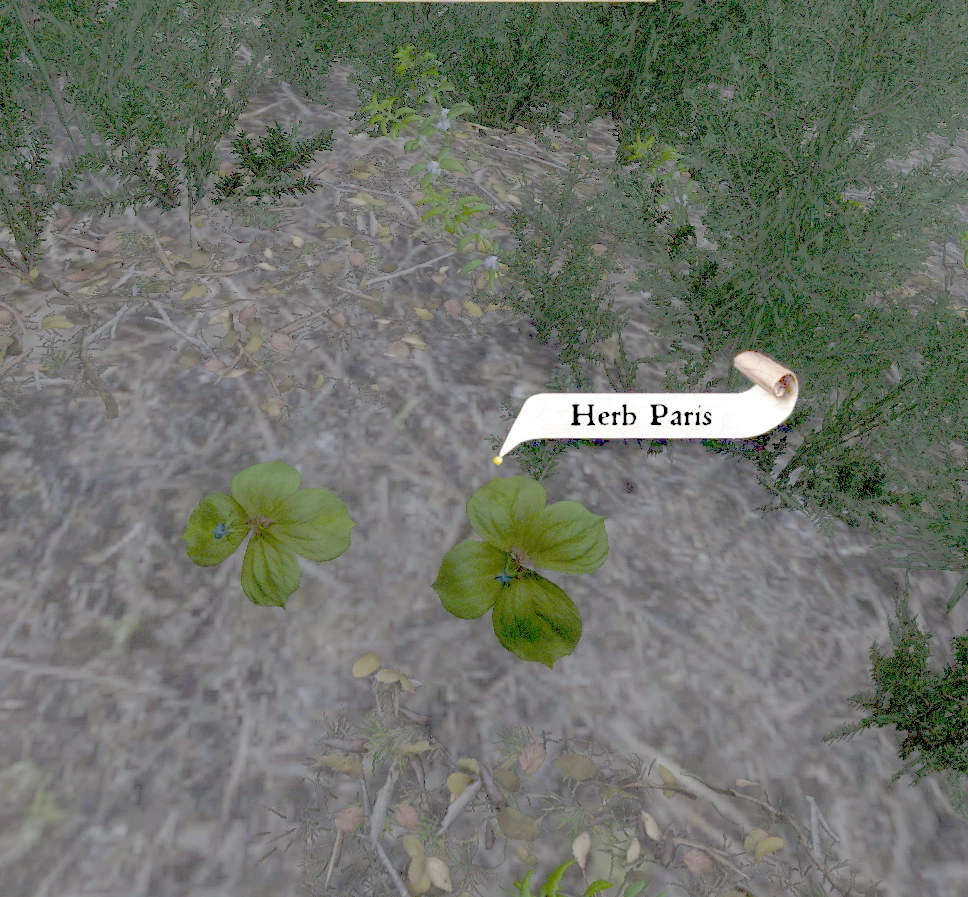 Herb Paris Kingdom Come Deliverance Wiki Fandom