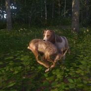 MUTT HUNT