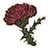 KingdomComeThistle