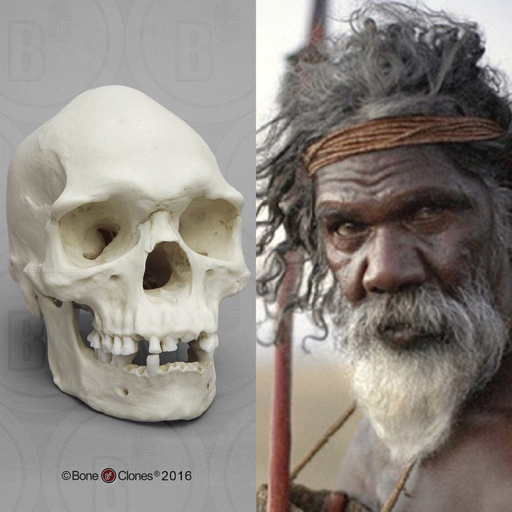 australian aboriginals skulls