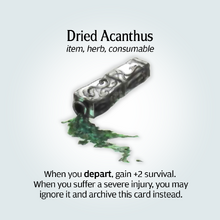 Dried Acanthus