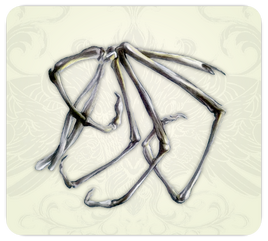 Hollow Wing Bones