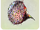 Compound Eye