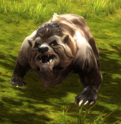 Bear.png