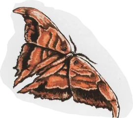 Moth-si00