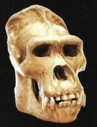 Skull of a Megaprimatus kong