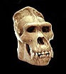 SKullKOng.jpg