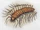 Carrion Centipede