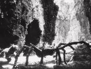 The lizard next to .