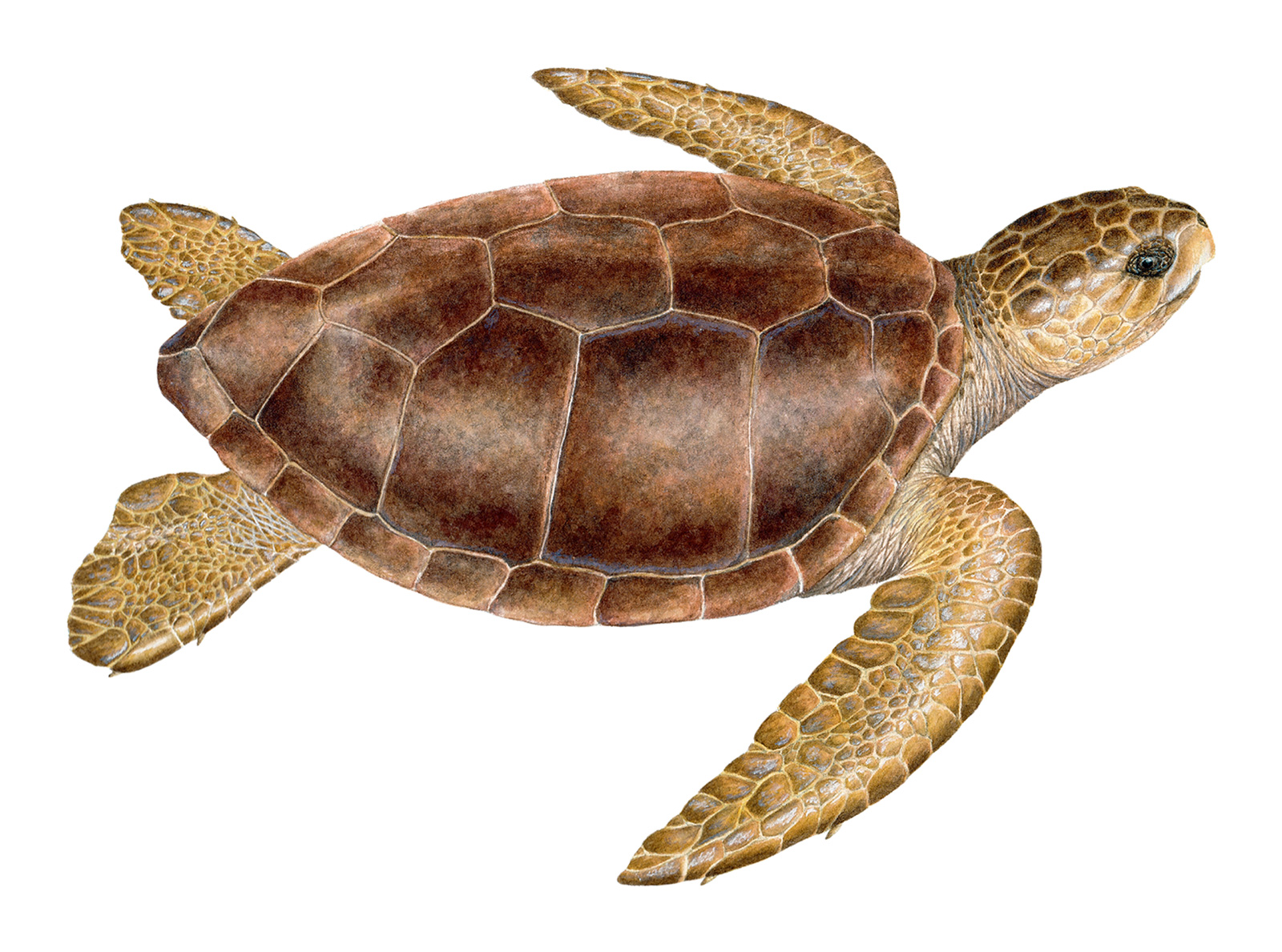 what-do-we-know-about-loggerhead-turtles-hermanus-online-travel-magazine