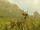 Skull Island Deer