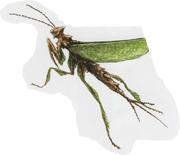 Mantis00bug.png