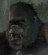 Kong