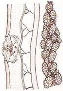 Cutiscidis parasitism habits.