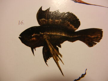 DSCN2153.jpg