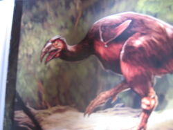 Noctupervagus.jpg