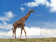 Giraffe-01.jpg