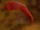 Basilisk tongue