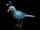 Treasure the China Bird