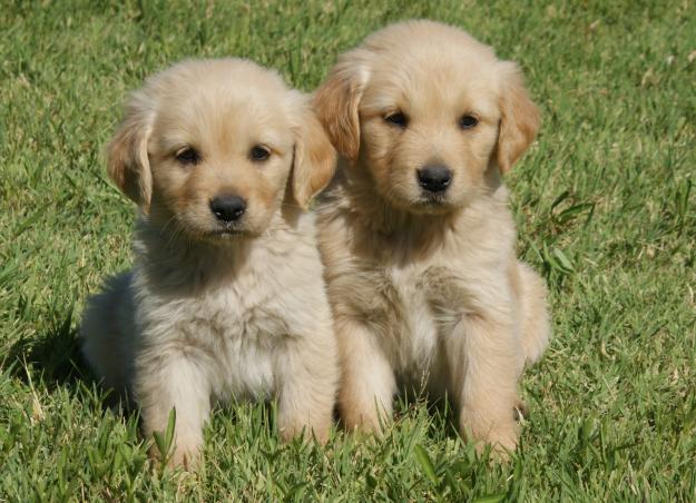 The Golden Retriever Cufflinks Of The Dark Brotherhood Wiki Kirby Fanon Fandom