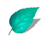 Mint Leaf