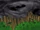 A Dark and Stormy Knight