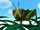 Grasshopper Eavesdropper
